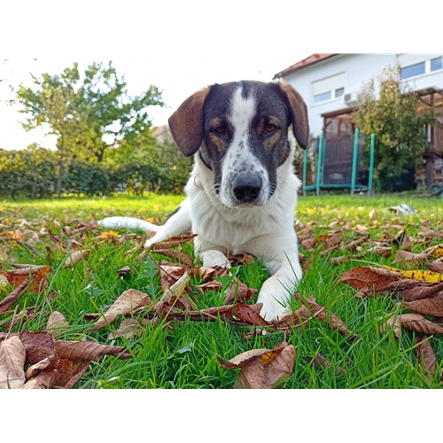 Mr.Pet spletna trgovina