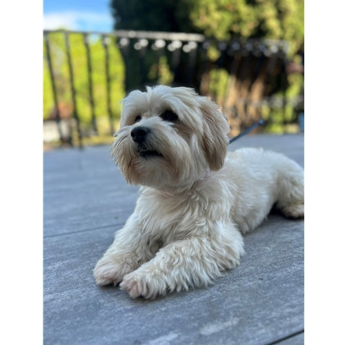 Mr.Pet spletna trgovina