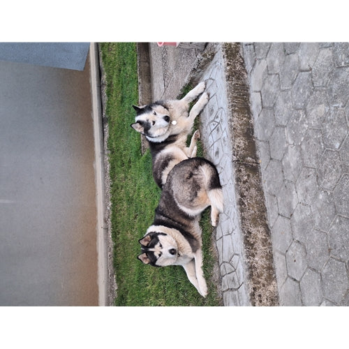 Mr.Pet spletna trgovina