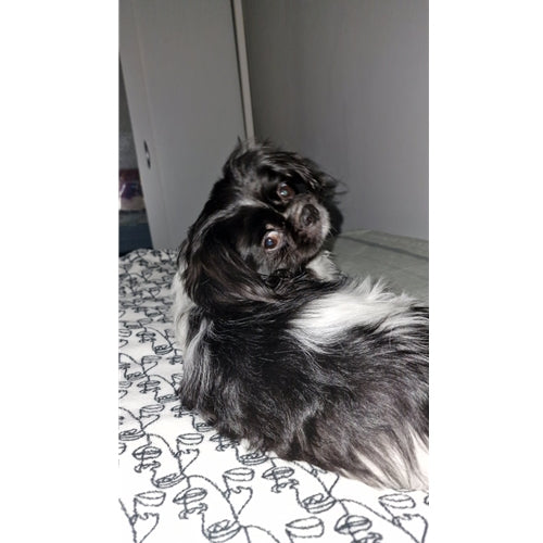 Mr.Pet spletna trgovina