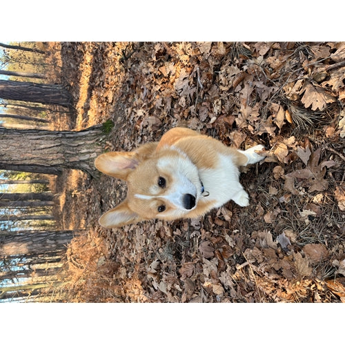 Mr.Pet spletna trgovina