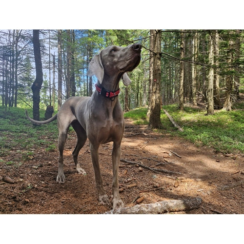 Mr.Pet spletna trgovina