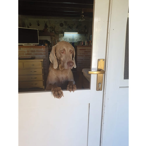 Mr.Pet spletna trgovina