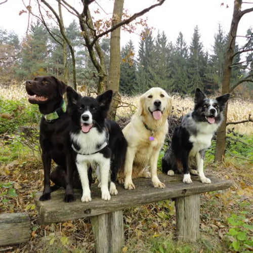 Spletna trgovina Mr.Pet