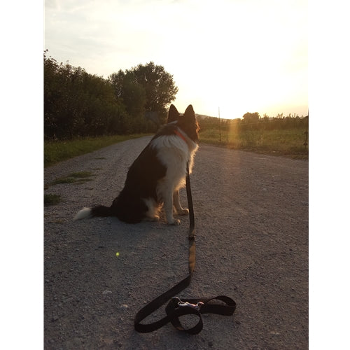 Spletna trgovina Mr.Pet