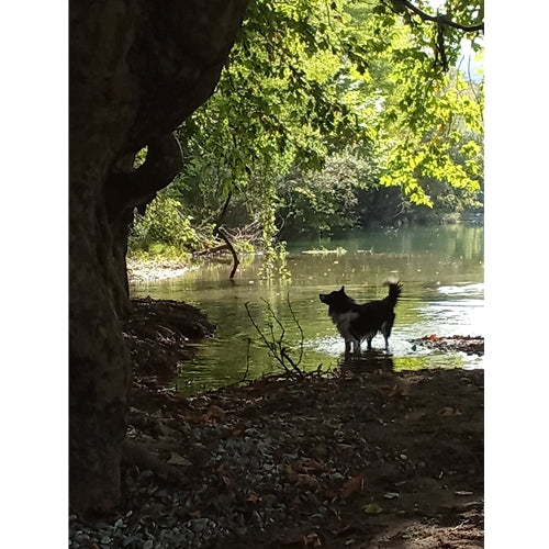 Spletna trgovina Mr.Pet