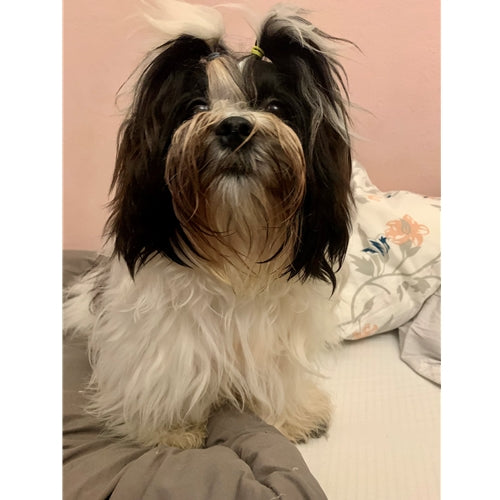 Mr.Pet spletna trgovina