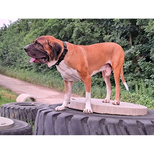 Mr.Pet spletna trgovina