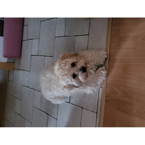Mr.Pet spletna trgovina