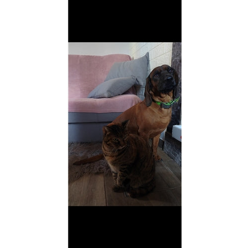 Spletna trgovina Mr.Pet