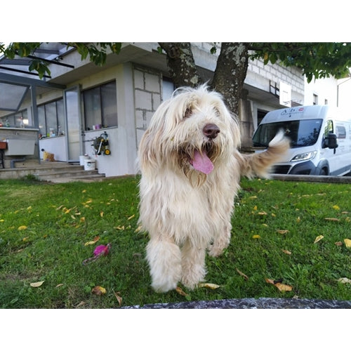 Mr.Pet spletna trgovina