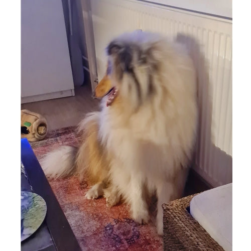 Mr.Pet spletna trgovina