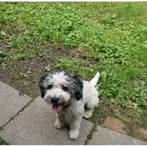 Mr.Pet spletna trgovina