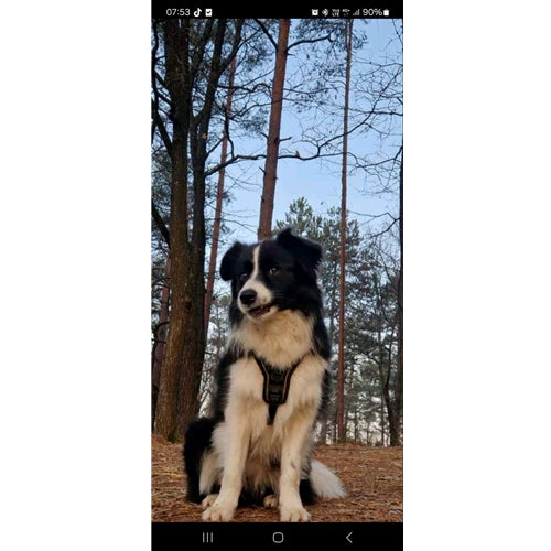 Mr.Pet spletna trgovina