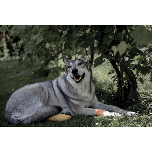 Mr.Pet spletna trgovina