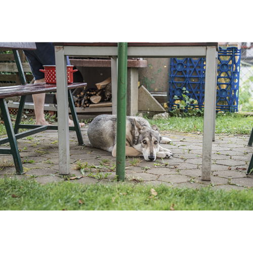 Mr.Pet spletna trgovina