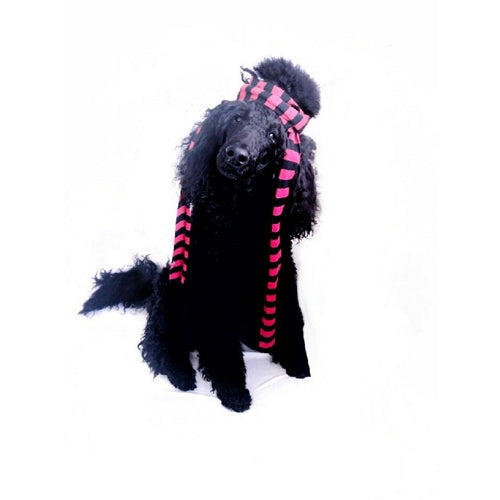 Mr.Pet spletna trgovina