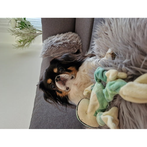 Mr.Pet spletna trgovina