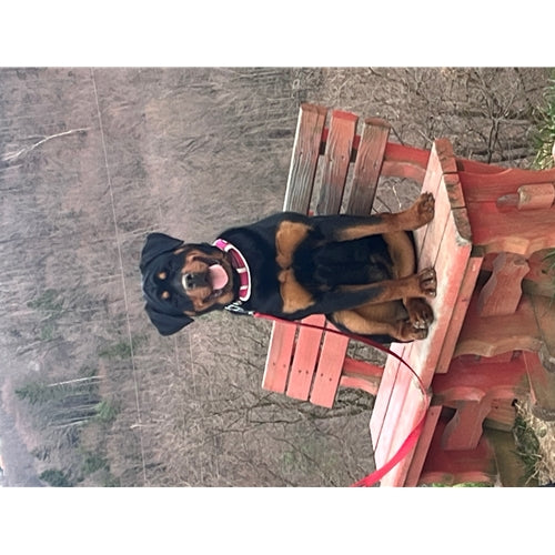 Mr.Pet spletna trgovina