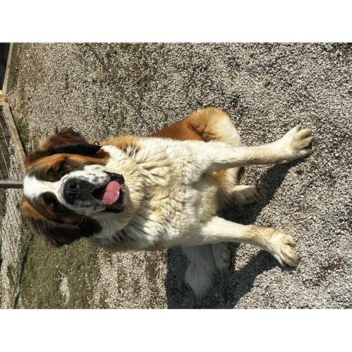 Mr.Pet spletna trgovina