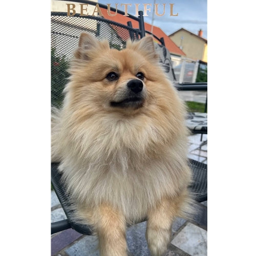 Mr.Pet spletna trgovina