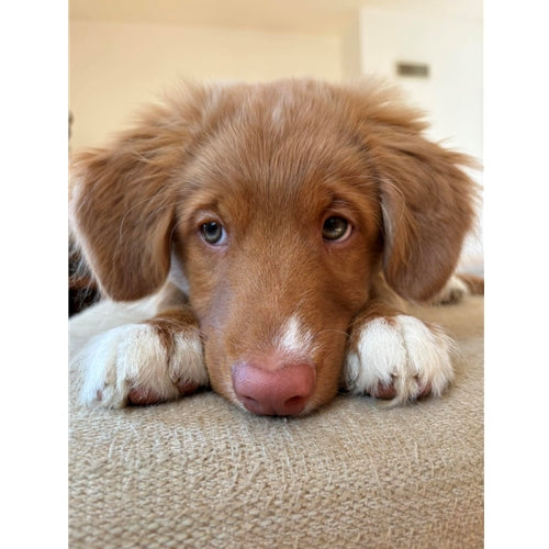 Spletna trgovina Mr.Pet