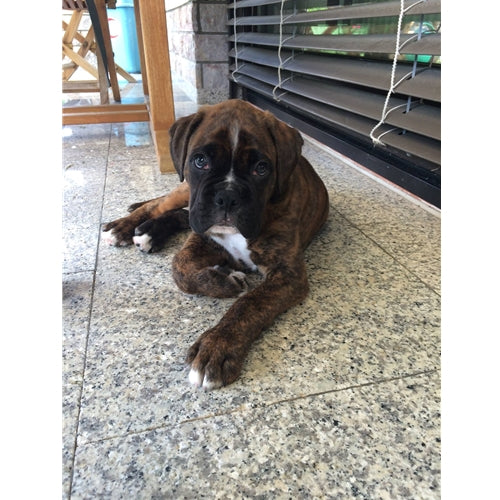 Mr.Pet spletna trgovina