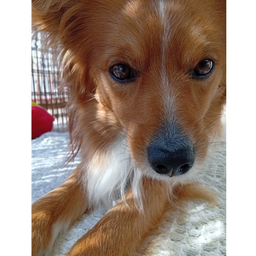 Mr.Pet spletna trgovina