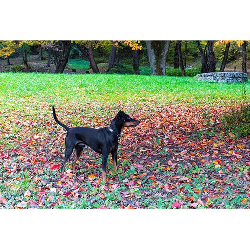 Mr.Pet spletna trgovina