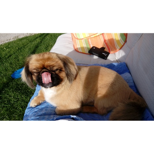 Mr.Pet spletna trgovina