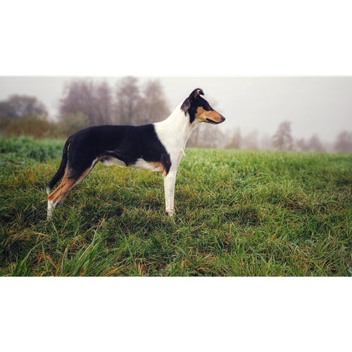 Mr.Pet spletna trgovina