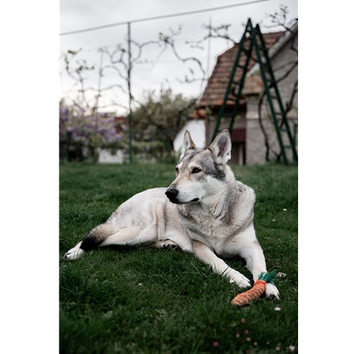 Mr.Pet spletna trgovina