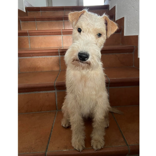 Mr.Pet spletna trgovina