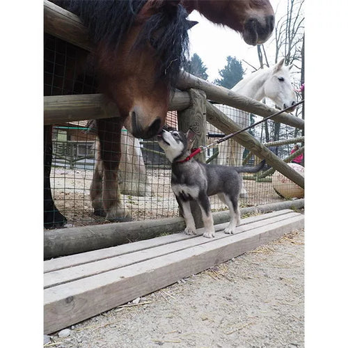 Spletna trgovina Mr.Pet