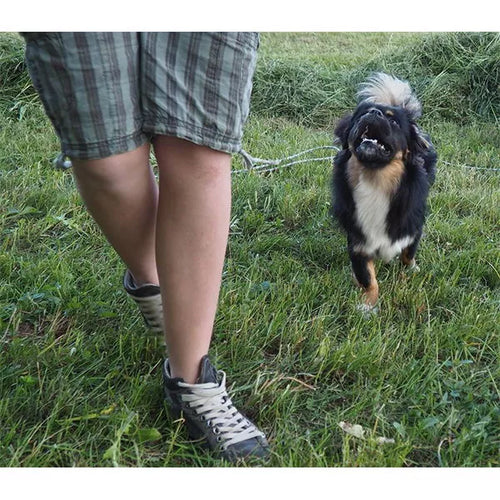 Spletna trgovina Mr.Pet