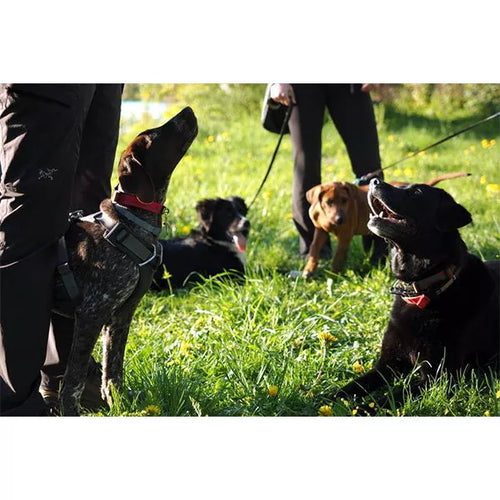 Spletna trgovina Mr.Pet