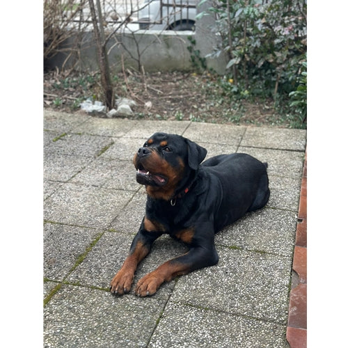 Mr.Pet spletna trgovina