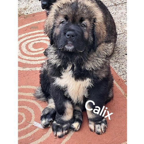 Mr.Pet spletna trgovina