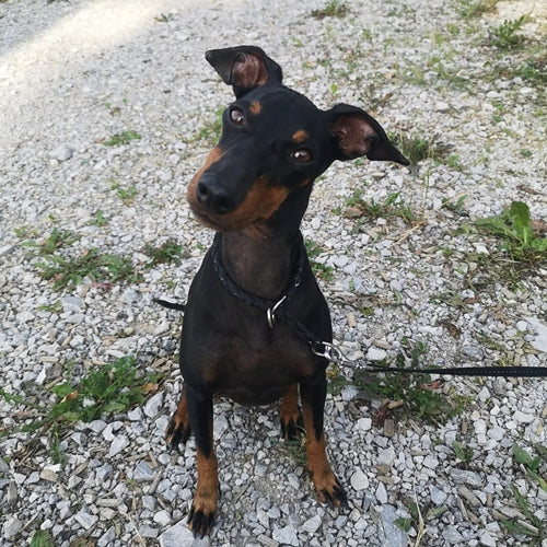 Mr.Pet spletna trgovina