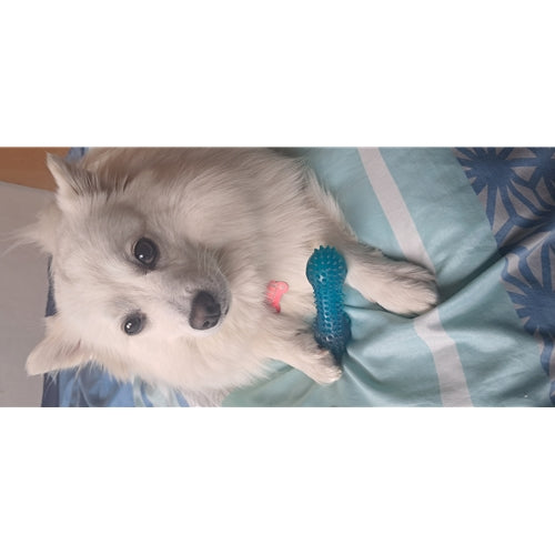 Mr.Pet spletna trgovina
