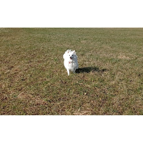 Mr.Pet spletna trgovina