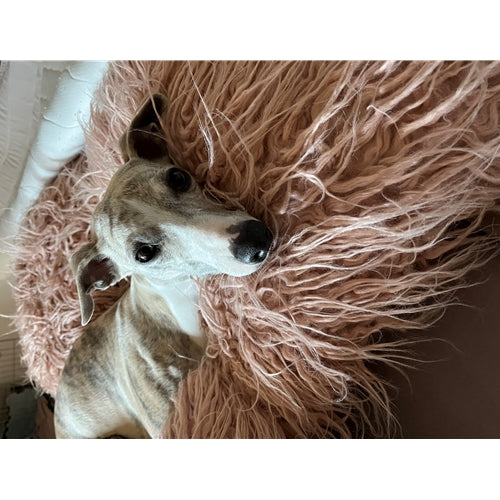 Mr.Pet spletna trgovina