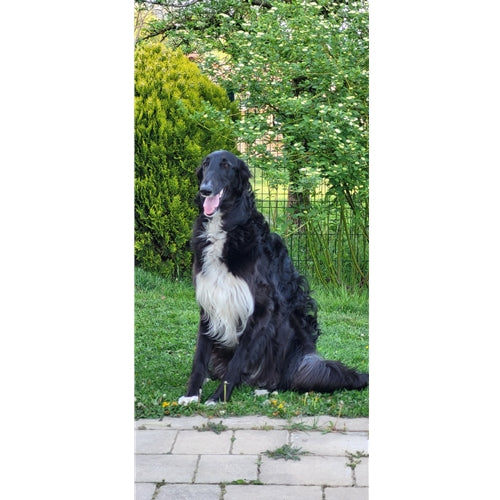 Mr.Pet spletna trgovina