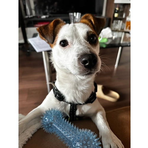 Mr.Pet spletna trgovina