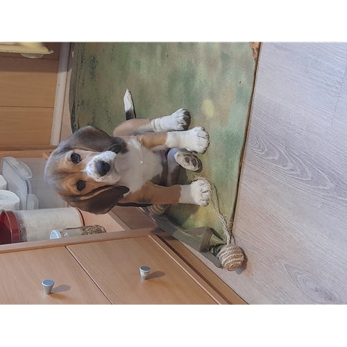 Mr.Pet spletna trgovina