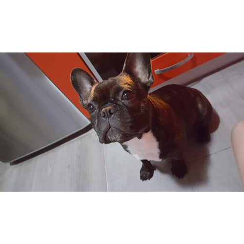Mr.Pet spletna trgovina