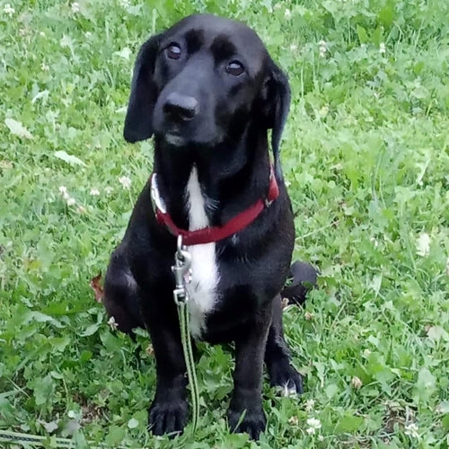 Mr.Pet spletna trgovina