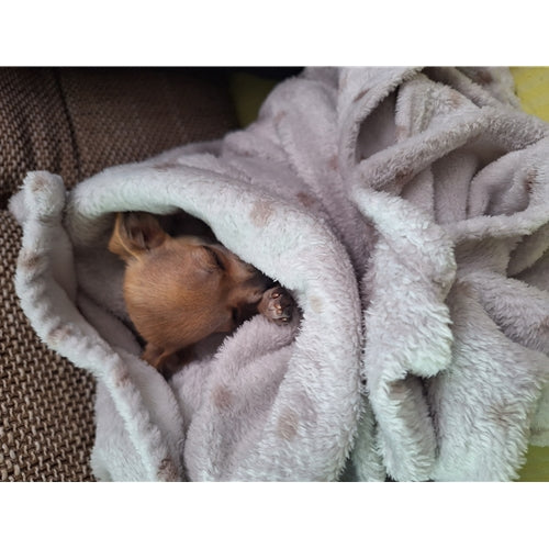 Mr.Pet spletna trgovina