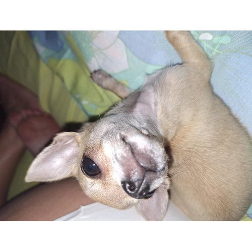 Mr.Pet spletna trgovina