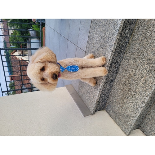 Mr.Pet spletna trgovina